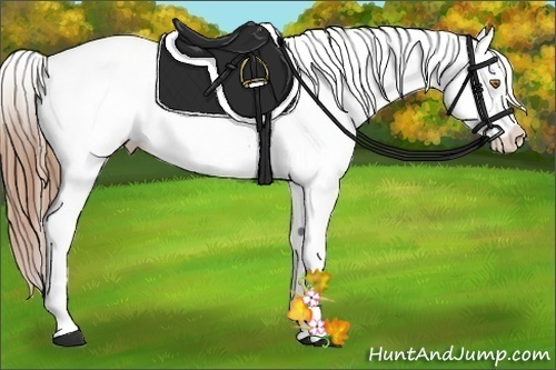 Horse Color:Bay Pearl Appaloosa 