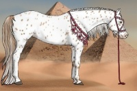 Horse Color:Liver Chestnut Pearl Appaloosa 