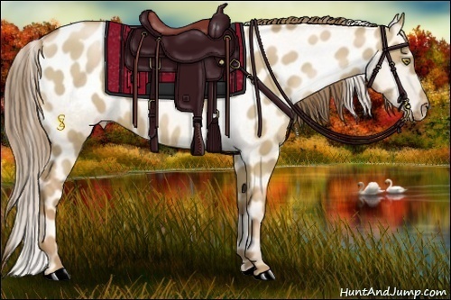 Horse Color:Liver Red Dun Pearl Appaloosa 
