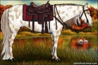 Horse Color:Liver Red Dun Pearl Appaloosa 