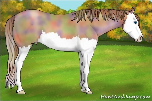 Horse Color:Nacre Liver Chestnut Pearl Splash 
