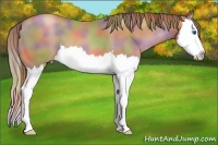 Horse Color:Nacre Liver Chestnut Pearl Splash