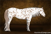 Horse Color:Bay Pearl Appaloosa 