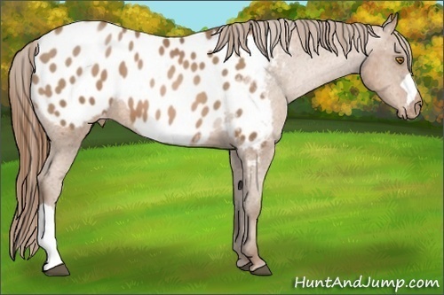 Horse Color:Bay Pearl Appaloosa 
