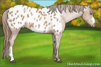 Horse Color:Bay Pearl Appaloosa 