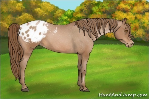 Horse Color:Bay Pearl Appaloosa 