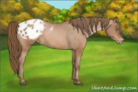 Horse Color:Bay Pearl Appaloosa 