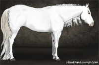 Horse Color:Liver Chestnut Pearl Appaloosa 
