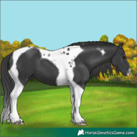 Horse Color:Black Tobiano 
