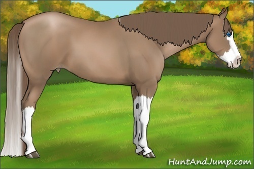 Horse Color:Black Pearl Splash