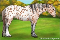 Horse Color:Bay Appaloosa