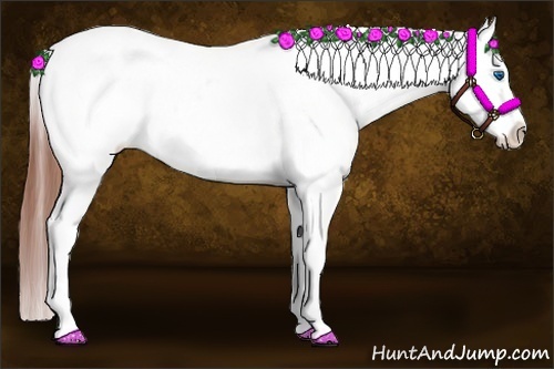 Horse Color:Bay Splash Appaloosa