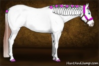Horse Color:Bay Splash Appaloosa