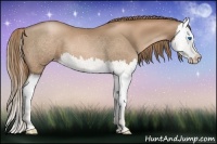 Horse Color:Liver Chestnut Pearl Splash 