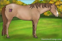 Horse Color:Bay Pearl Splash