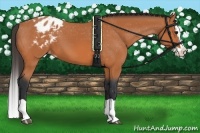 Horse Color:Bay Splash Appaloosa 