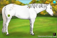 Horse Color:Liver Chestnut Pearl Sabino Appaloosa 