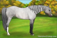 Horse Color:Buckskin Roan 