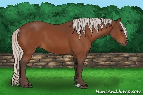 Horse Color:Silver Bay 