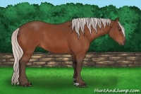 Horse Color:Silver Bay