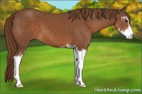 Horse Color:Chestnut Sabino