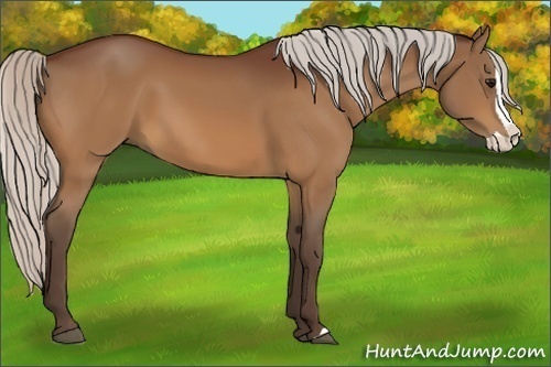 Horse Color:Silver Bay Splash 