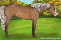 Horse Color:Silver Bay Splash 