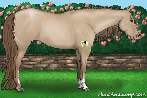 Horse Color:Grullo Pearl Sabino 