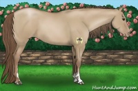 Horse Color:Grullo Pearl Sabino