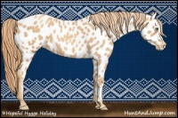 Horse Color:Gold Champagne Appaloosa