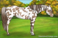 Horse Color:Black Pearl Frame Near Leopard 