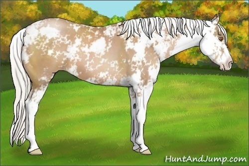 Horse Color:Silver Black Pearl Sabino