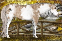 Horse Color:White Spotted Silver Brown Dun Sabino Rabicano
