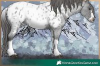 Horse Color:White Spotted Blue Ice Roan Splash Frame Appaloosa 