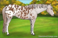 Horse Color:Chestnut Appaloosa 