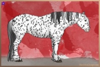 Horse Color:Black Appaloosa 