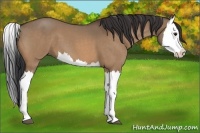 Horse Color:Bay Roan Dun Splash 