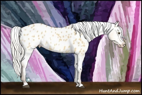 Horse Color:White Spotted Chocolate Silver Buckskin Dun Splash Appaloosa 