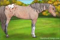 Horse Color:Bay Appaloosa 