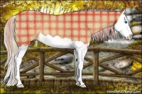 Horse Color:Plaid  Palomino Splash 