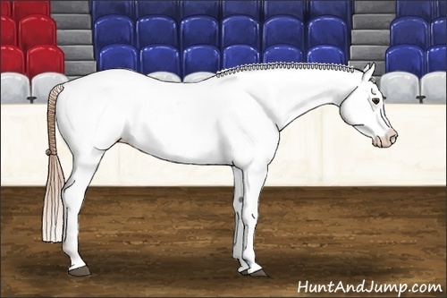 Horse Color:Chestnut Blanket 