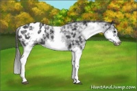 Horse Color:White Spotted Blue Roan Splash Frame Appaloosa 