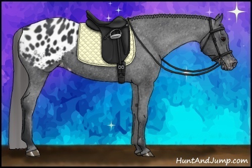 Horse Color:Black Appaloosa 