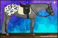 Horse Color:Black Appaloosa