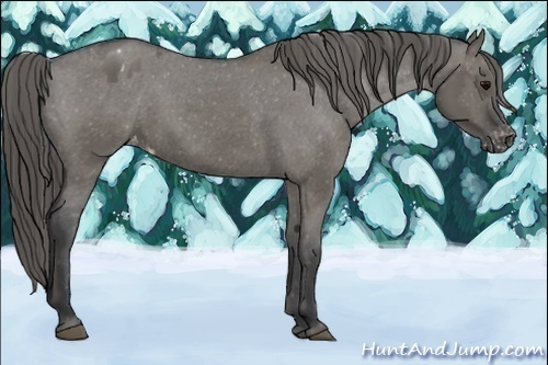 Horse Color:Grullo Appaloosa