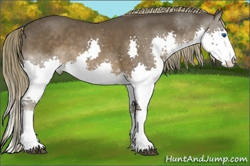 Horse Color:Liver Chestnut Sabino Splash