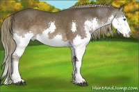Horse Color:Liver Chestnut Sabino Splash
