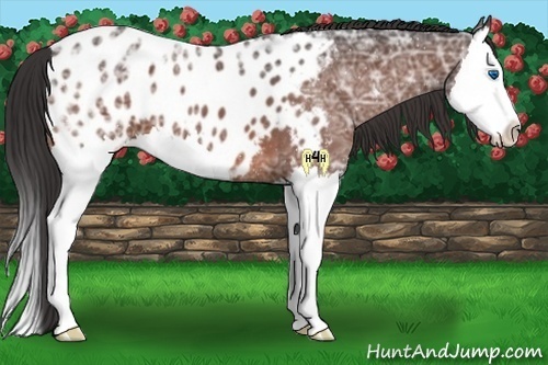 Horse Color:Bay Ice Splash Appaloosa 