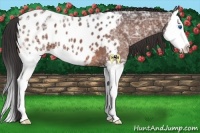 Horse Color:Bay Ice Splash Appaloosa