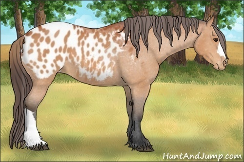 Horse Color:Bay Appaloosa